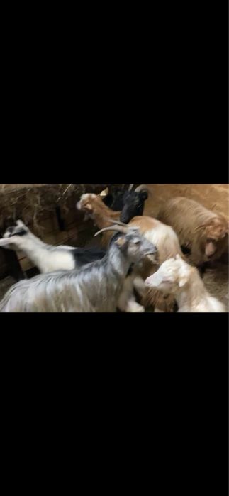 Schimb 8 capre tinere cu oi