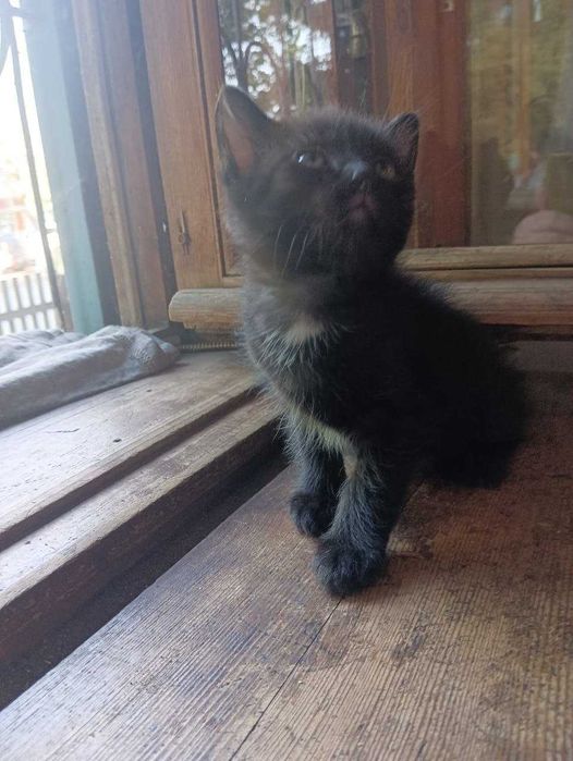 Котенок в добрые руки