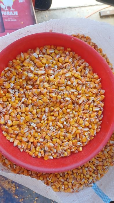 vand porumb  foarte frumos