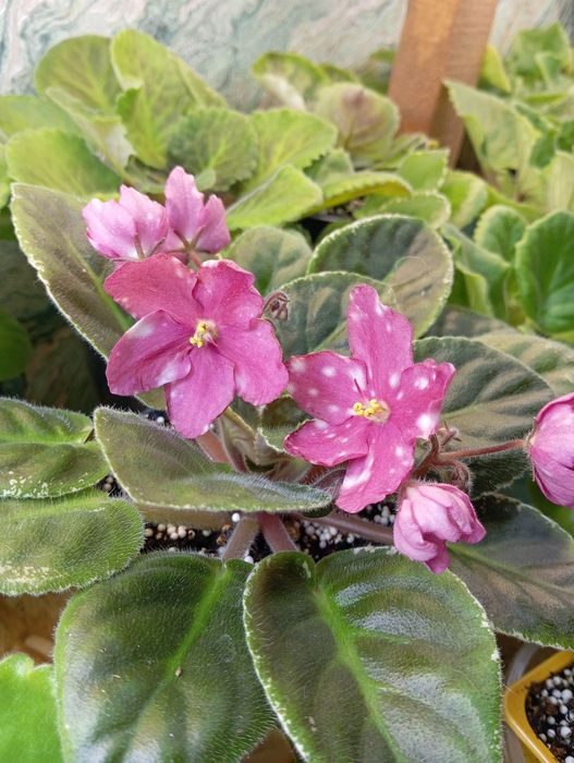 Излишки сортовых фиалок и торф