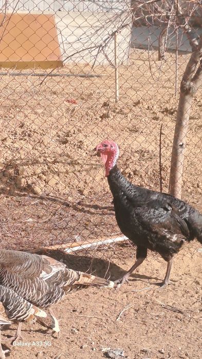 Үндіктер сатылады 5 мекен 1 қораз