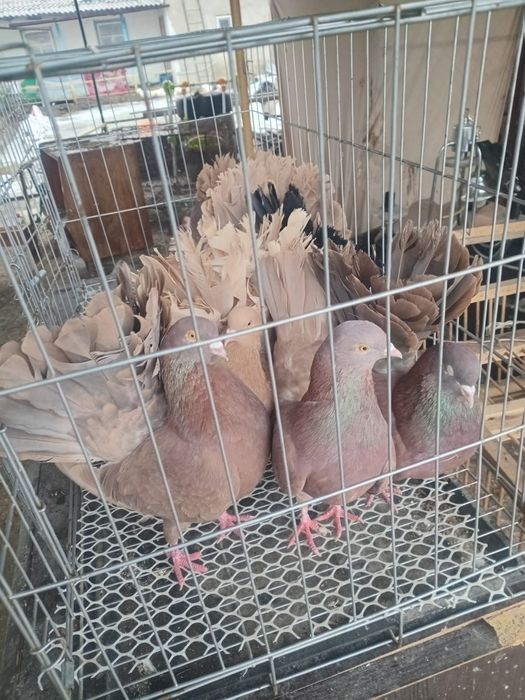 Продам голуби павлины
