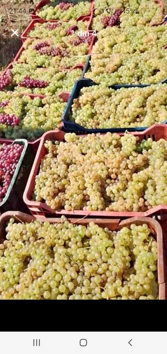 Vând struguri de vin