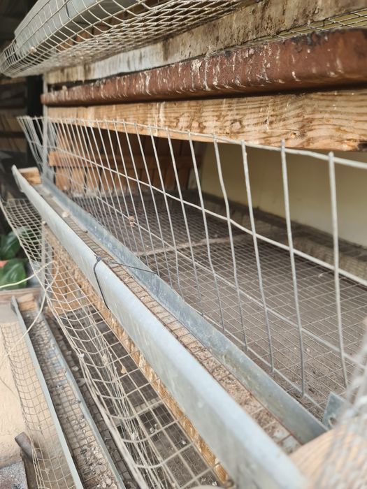 Клетка для перепелок