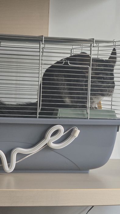 Două chinchilla super blânde