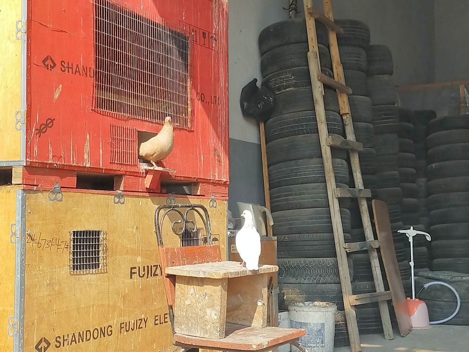 Голуби бакинские высоколетные