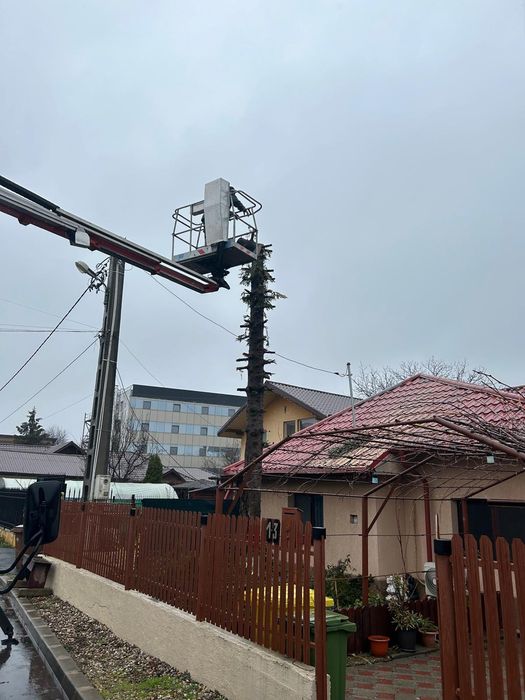 Dobor si toaletez pomi