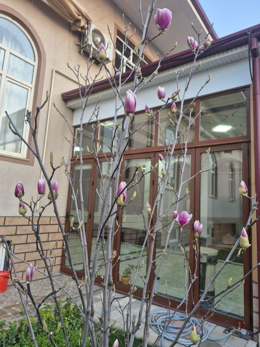 6 йиллик манзарали гуллайдиган магнолия дарахти сотилади