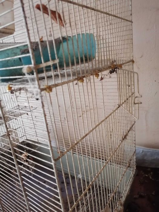 Colivie sau cușcă mare