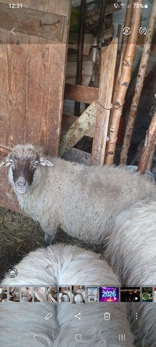 2 oi bătrâne  de vânzare