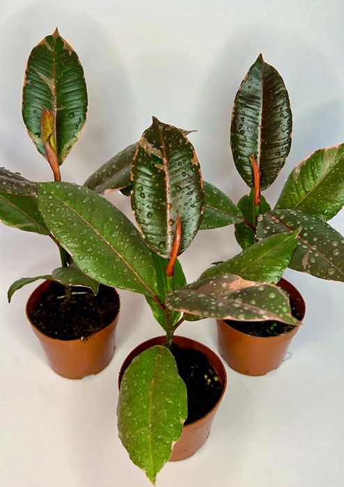 Фикус Альтиссима Вариегата 3500