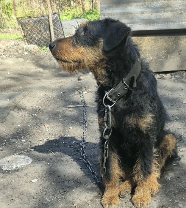 Продам собаку породы ягтерьер