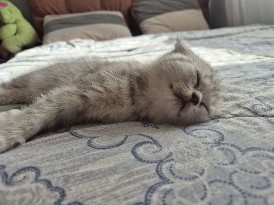 Породата е таби от двама британци !