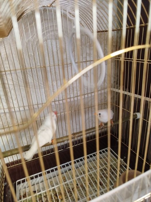 Продам амадинов, мальчика и девочку