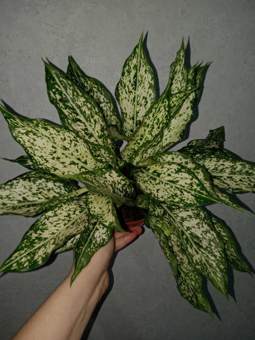 Продам комнатные цветы