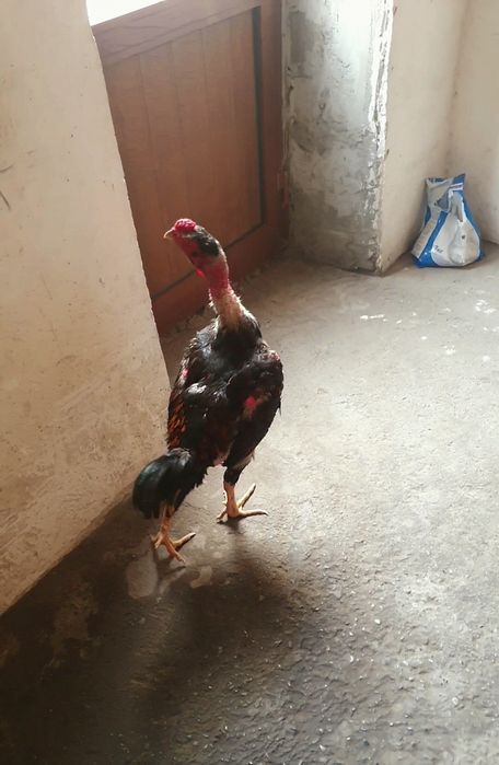 jo'jamizi barter qilamiz opog' dakang jo'jani tozasiga