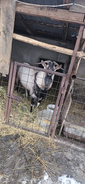Țap de vanzare pentru sacrificat sau reproducere