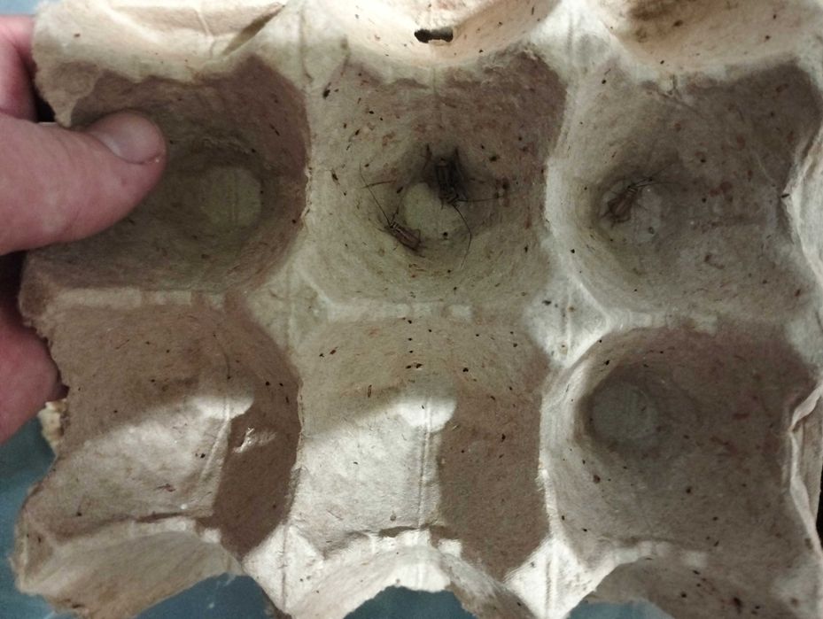 Продам банановых сверчков.