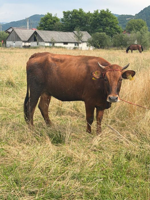 Vaca de vânzare