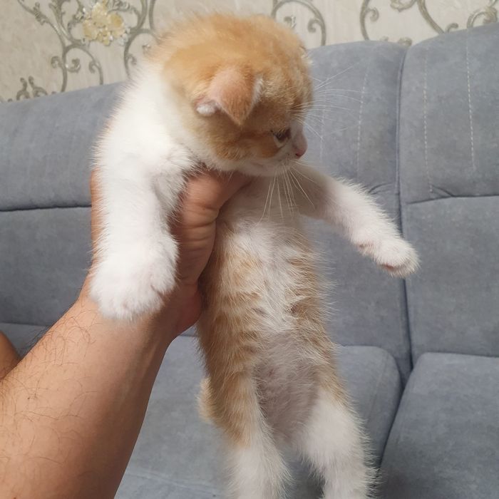 Продам вислоухих котят 2 девушки 1 мальчик