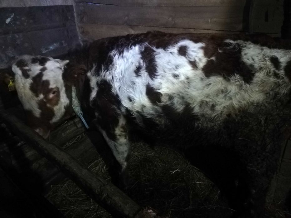 Продам быка с откорма стоит 3 месяца стоит, 
Пожаловаться