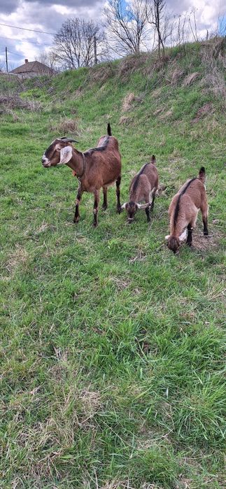 Vînd două iedițe Alpină Franceză