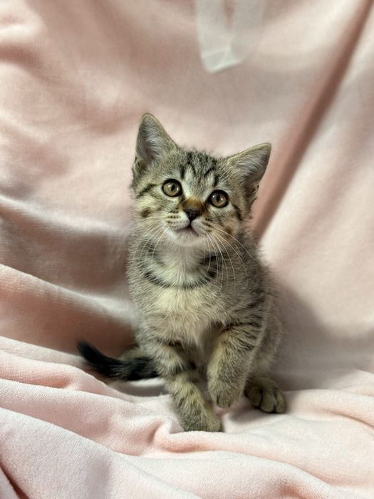 котята 3 месяца