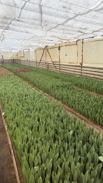 Бронь и продажа тюльпанов Алматы
