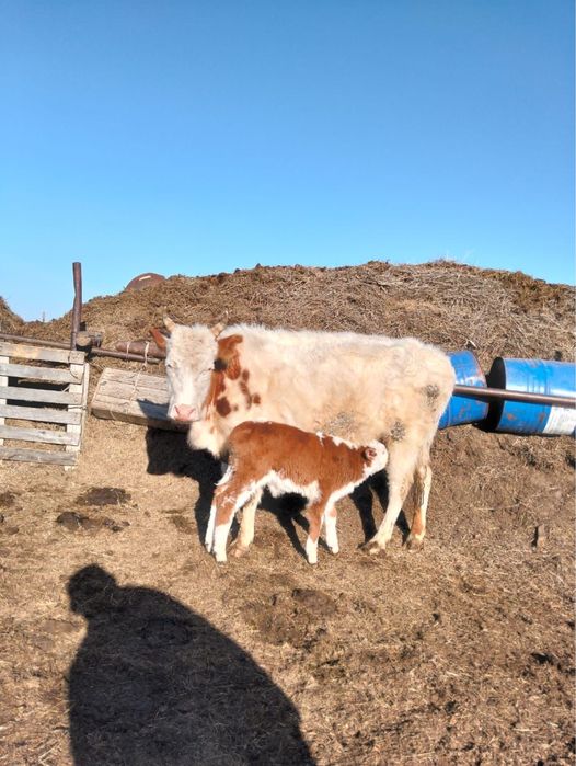 Сиырлар сатылады