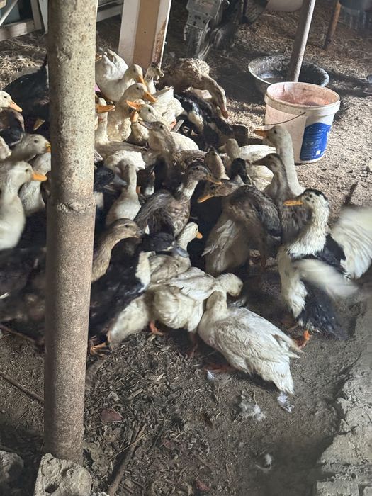 Ordak sotiladi Продаётся утки