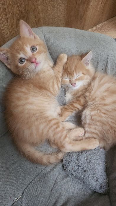 Отдам котят в добрые руки