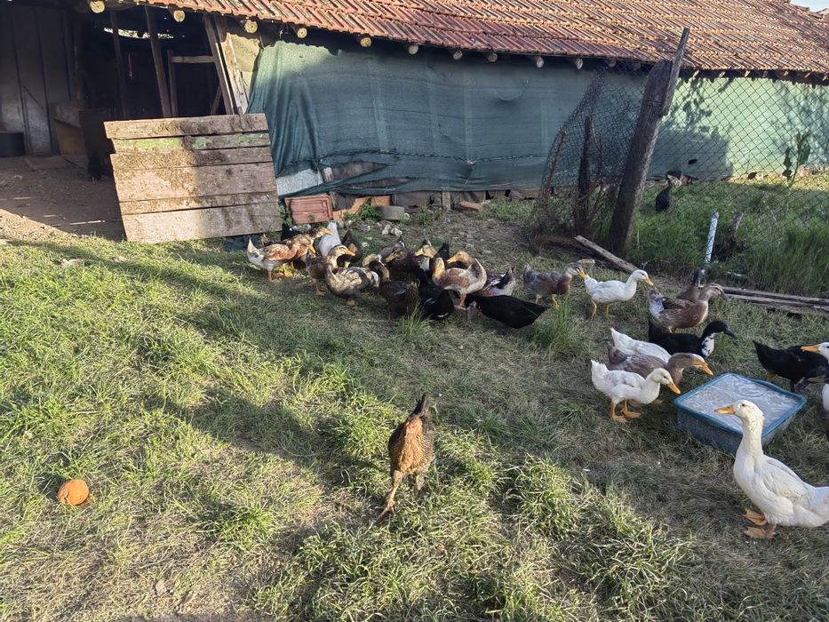 Продавам Домашни Патки