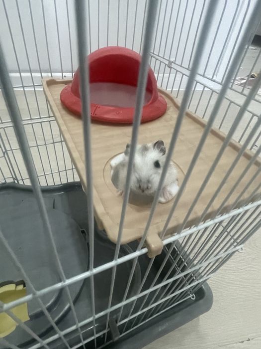 Хомяк с клеткой в 3 этажа