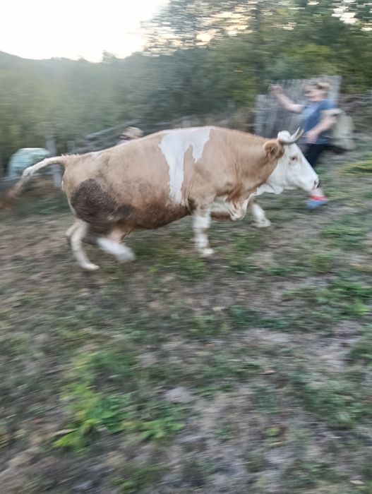 Vacă de vânzaree