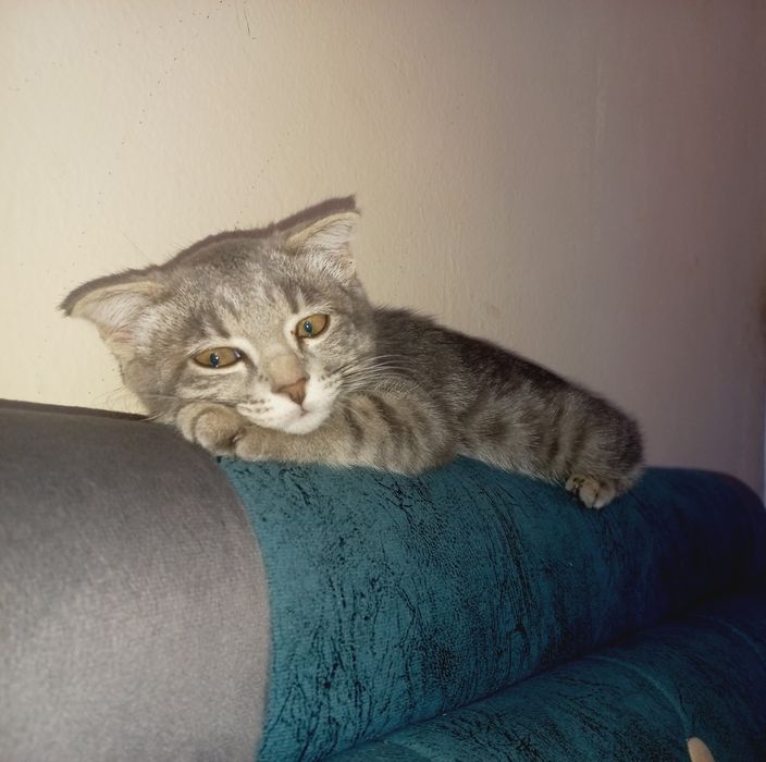 Scottish fold mushuk