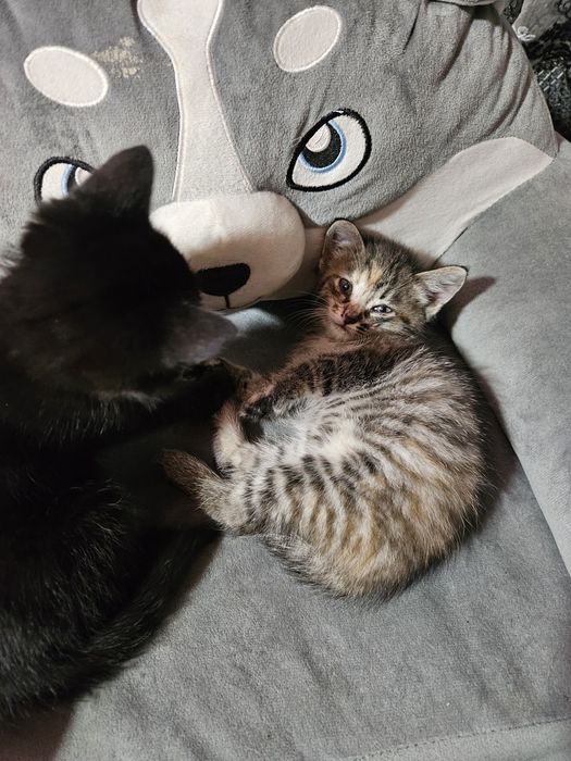 Отдам котят в хорошие руки