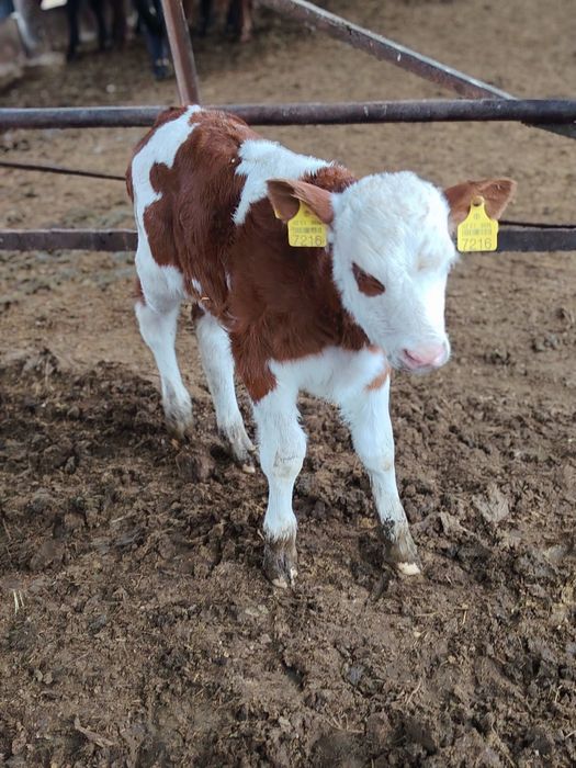 Сментал бузок сотилади