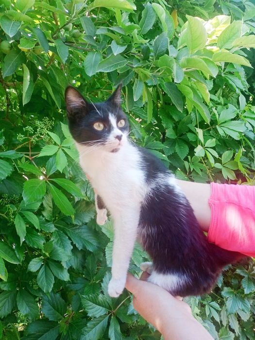 Котёнок в добрые руки