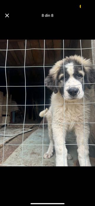 Caine ciobănesc vârstă 5 luni