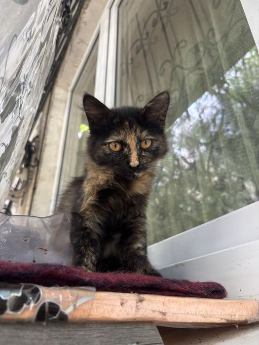 Отдам котенка в добрые руки