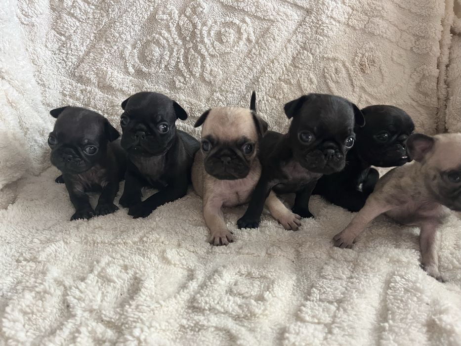 Щенки мопса бронь