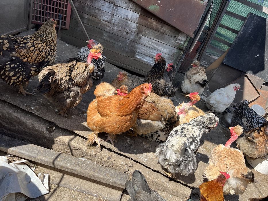 Млади домашни кокошки