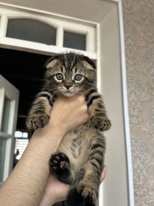 Котята, веслоухие