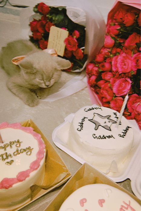 Британский котик,породистый