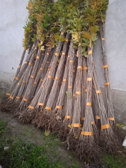 Чинор кучатлари.