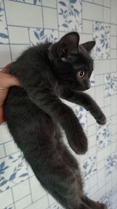 Отдам очаровательных котят!!!