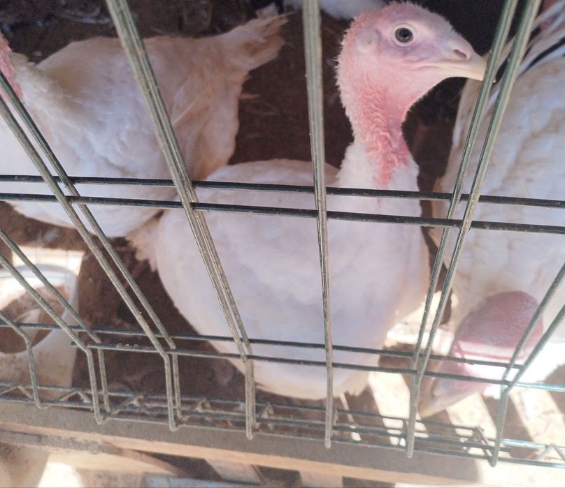 Big 6 Курка сотилади, продается индюки биг 6