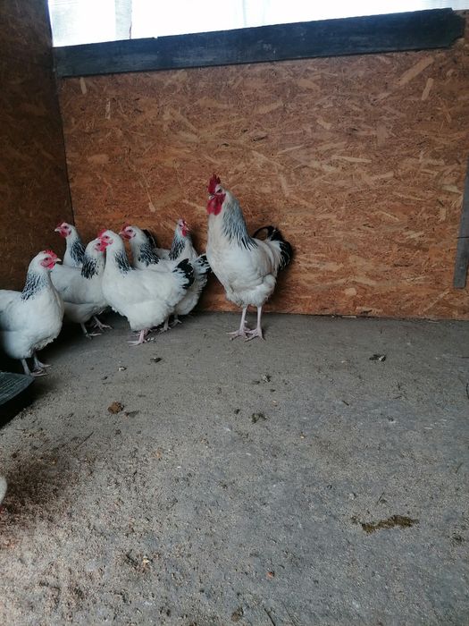 Oua de încubat din rasa sussex și gât golaș de Transilvania