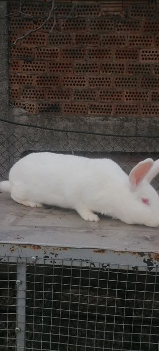 Продавам зайци..