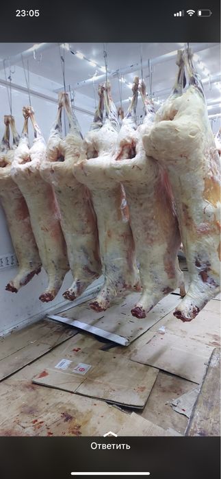 Қойлар , Марқалар , Барашки